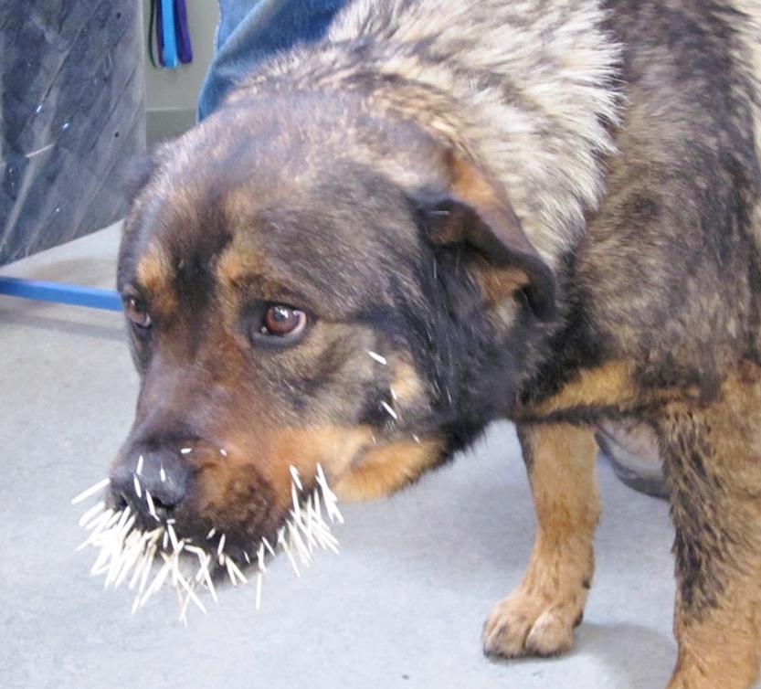 Know Thy Dog QUILLED would you know what to Do??